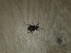 Otiorhynchus cribricollis