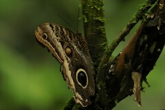 Caligo