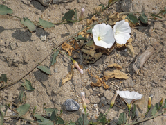 Convolvulus arvensis