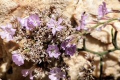 Limonium cancellatum