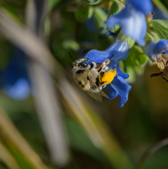Melissodes dentiventris
