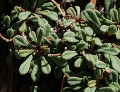 Limonium cancellatum