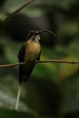 Phaethornis syrmatophorus