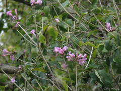 Handroanthus