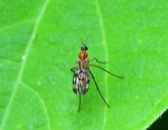 Sylvicola fenestralis