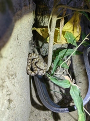 Protobothrops mucrosquamatus