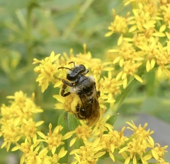 Callandrena