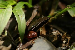 Silverstoneia erasmios