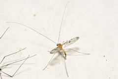 Macrocera phalerata