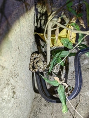 Protobothrops mucrosquamatus