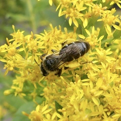 Callandrena