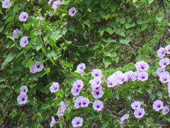 Ipomoea bahiensis