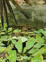 Lithobates brownorum