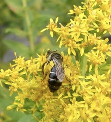 Callandrena
