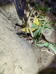 Protobothrops mucrosquamatus