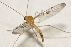 Macrocera phalerata