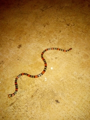 Micrurus altirostris