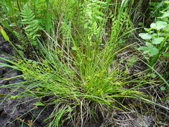 Carex viridula