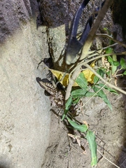 Protobothrops mucrosquamatus
