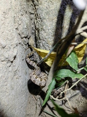 Protobothrops mucrosquamatus
