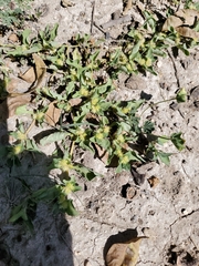 Alternanthera pungens