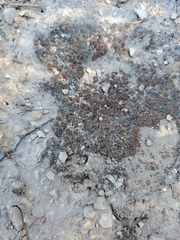 Clavascidium lacinulatum