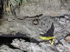 Protobothrops mucrosquamatus