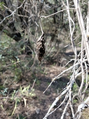 Thyridopteryx ephemeraeformis