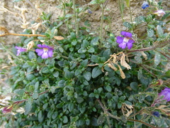 Chaenorhinum origanifolium