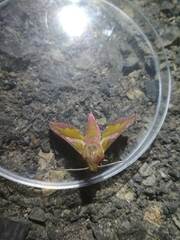 Deilephila porcellus