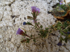 Chaenorhinum origanifolium