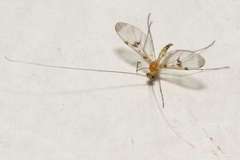 Macrocera phalerata