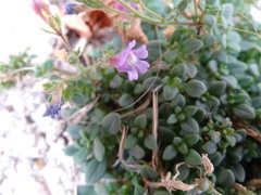 Chaenorhinum origanifolium
