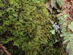 Rhytidiadelphus loreus