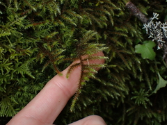 Rhytidiadelphus loreus