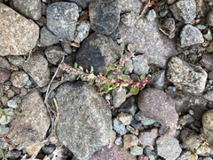 Polygonum minimum