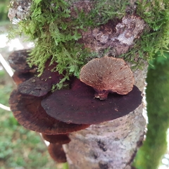 Daedaleopsis tricolor