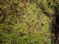 Stereodon subimponens