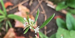 Polygonum nuttallii