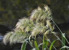 Echinochloa walteri