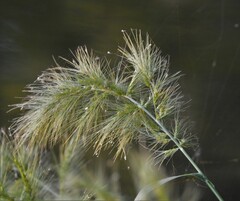 Echinochloa walteri
