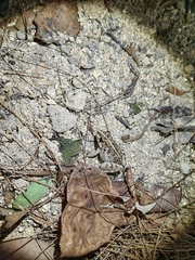 Fejervarya multistriata