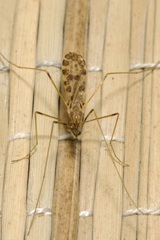 Ilisia maculata