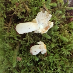 Russula fellea