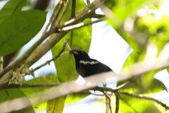Loriotus luctuosus