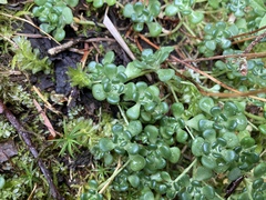 Sedum oreganum