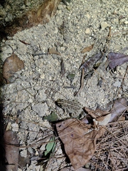 Fejervarya multistriata