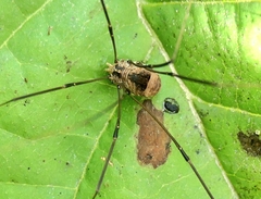 Leiobunum blackwalli