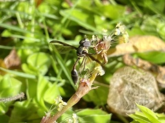 Salpingogaster