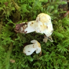 Russula fellea